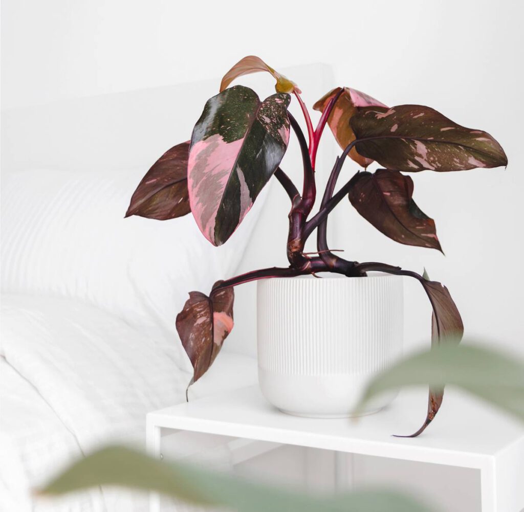 Philodendron-Pink-princess